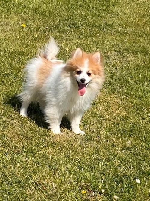 Duitse spitz / kleinkees, Dieren en Toebehoren, Honden | Poolhonden, Keeshonden en Oertypen, Meerdere dieren, Keeshond, Fokker | Professioneel