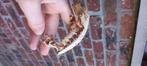 PET ONLY! Mooie Red Tri Lilly White wimpergekko man, Hagedis, Tam, 0 tot 2 jaar