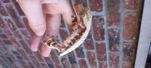 PET ONLY! Mooie Red Tri Lilly White wimpergekko man, Dieren en Toebehoren, Reptielen en Amfibieën, Hagedis, 0 tot 2 jaar, Tam