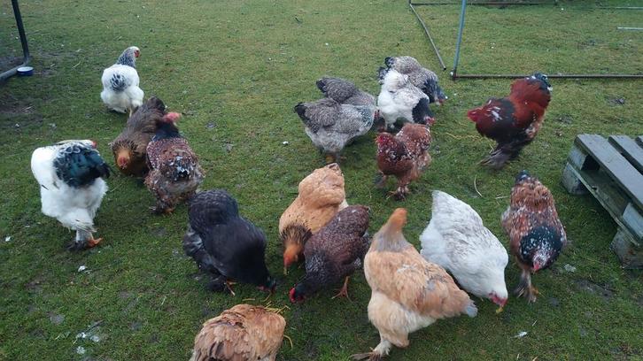 Broedeieren Brahma mix, Animaux & Accessoires, Volatiles