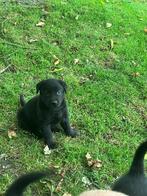 Labrador X Duitse herder - Sheprador, Dieren en Toebehoren, Honden | Retrievers, Spaniëls en Waterhonden, België, Particulier