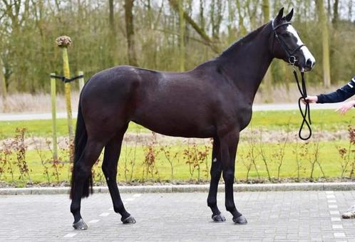 Zwarte fokmerrie 1m64 uit bewezen spring stamlijn, Dieren en Toebehoren, Paarden, Merrie, L, 160 tot 165 cm, 11 jaar of ouder