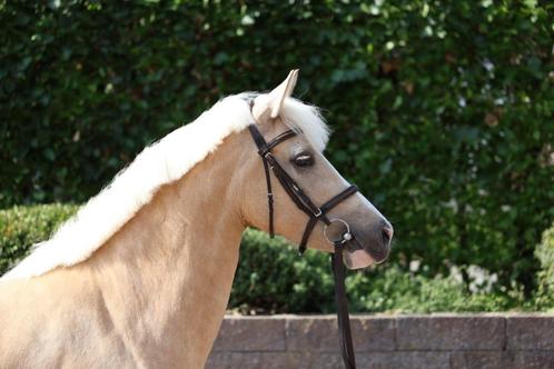 Knappe 4-jarige pony zoekt gouden thuis, Dieren en Toebehoren, Pony's, Merrie, Zadelmak, D pony (1.37m tot 1.48m), Springpony