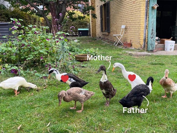 Twee Indische loopeenden zoeken nieuwe thuis, Dieren en Toebehoren, Pluimvee, Eend, Mannelijk