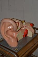 grande oreille anatomique déco vintage, Enlèvement