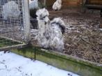kippen : zijdehoenders, Dieren en Toebehoren, Meerdere dieren, Kip