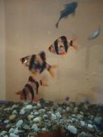 Sumatraan vis 4 stuks. 4€/stuk, Dieren en Toebehoren