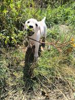 Prachtige Labrador Retriever pups, Dieren en Toebehoren, Honden | Retrievers, Spaniëls en Waterhonden, België, CDV (hondenziekte)