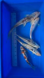 5 kois 40a55cm, Animaux & Accessoires, Poissons | Poissons d'étang, Carpe ou Koï