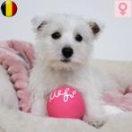 Westie (teefje) Belgische puppy te koop, België, CDV (hondenziekte), 8 tot 15 weken, Teef