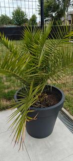 Palmbomen te koop, Tuin en Terras, Ophalen