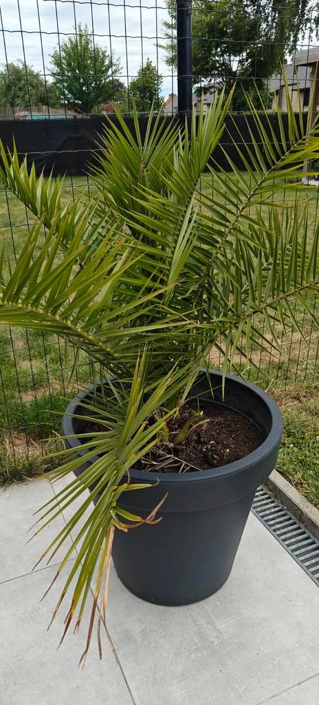 Palmbomen te koop, Tuin en Terras, Planten | Tuinplanten, Ophalen