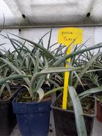 yucca torreyi, Jardin & Terrasse, Plantes | Jardin, Enlèvement