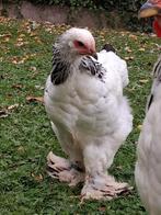 Brahma hennen laatste vh seizoen, Dieren en Toebehoren, Pluimvee, Meerdere dieren, Kip