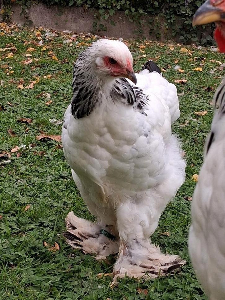 Brahma hennen laatste vh seizoen, Dieren en Toebehoren, Pluimvee, Kip, Meerdere dieren