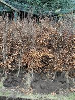Beuken haagplanten, Tuin en Terras, Planten | Struiken en Hagen, Ophalen of Verzenden, Haagbeuk, Struik
