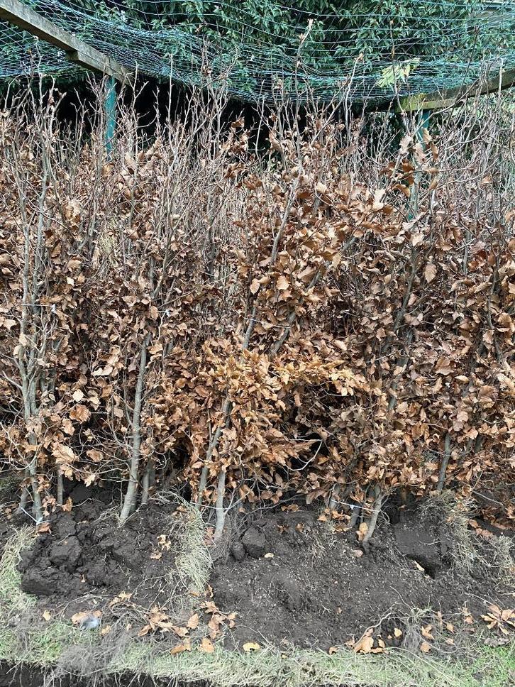 Beuken haagplanten, Tuin en Terras, Planten | Struiken en Hagen, Struik, Haagbeuk, Ophalen of Verzenden