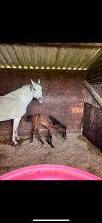 Merrie veulen te koop., Dieren en Toebehoren, Paarden, Merrie, Met stamboom, Springpaard, 0 tot 2 jaar