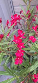 Prachtige oleander, Tuin en Terras, Ophalen