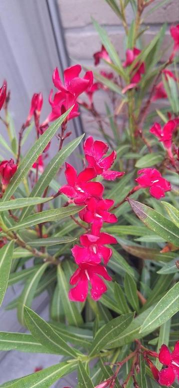 Prachtige oleander  beschikbaar voor biedingen