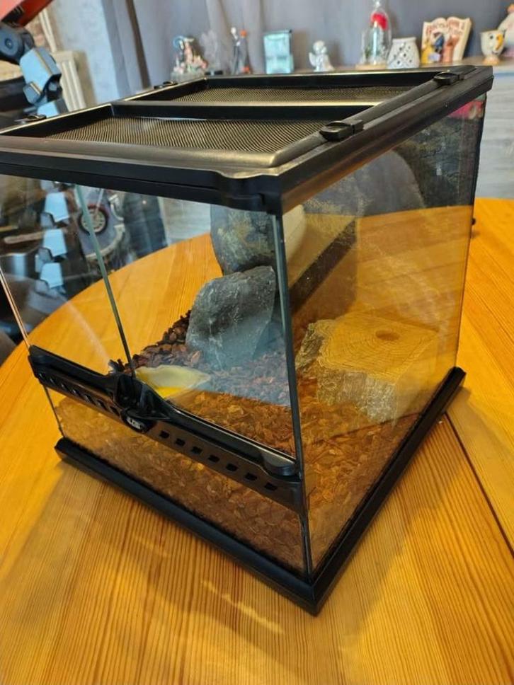 terrarium, Dieren en Toebehoren, Reptielen en Amfibieën | Toebehoren, Zo goed als nieuw, Terrarium of Paludarium, Ophalen