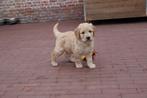 Prachtige Goldendoodle pups (golden retriever x poedel), CDV (hondenziekte), Meerdere, 8 tot 15 weken, Meerdere dieren