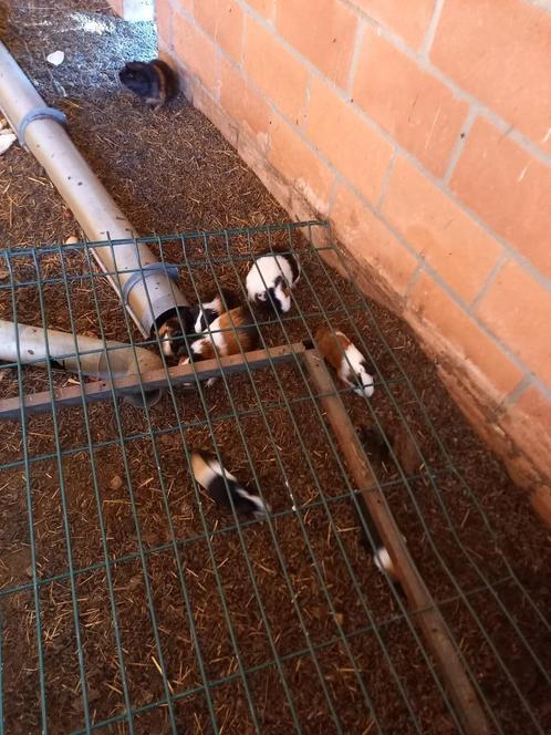 jongvolwassen mannelijke cavia's, Dieren en Toebehoren, Knaagdieren, Mannelijk, Cavia, Augustus