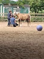 Paardrijlessen, Dieren en Toebehoren, Paarden