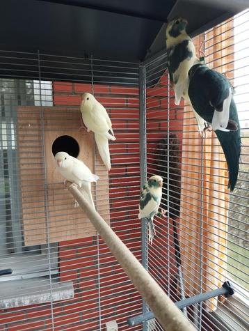 Vogels, Enlèvement, Neuf