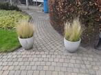 Stipa gras,mooi.15 stuks 0,50€ 't stuk., Tuin en Terras, Planten | Tuinplanten, Ophalen