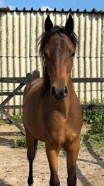 D pony jaarling hengst brp / Nia Domo’s Bolero x kantje’s, Dieren en Toebehoren, Paarden, Minder dan 160 cm, Gechipt, Niet van toepassing