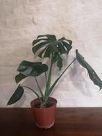 Monstera deliciosa - kamerplant, Minder dan 100 cm, Halfschaduw, Ophalen, Groene kamerplant