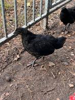 Jong ayam cemani haantje., Dieren en Toebehoren