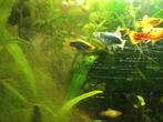 Mooie platy's, Dieren en Toebehoren