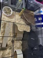 Een grote hamsterkooi en 2 schattige goudhamsters, Dieren en Toebehoren, Ophalen, Nieuw, Kooi, Hamster