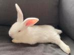 Vlaamse reus - tam, Dieren en Toebehoren, Konijnen, Mannelijk, Groot, 0 tot 2 jaar