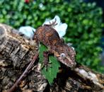 Gargoyle gecko (nakweek oktober 2023), Dieren en Toebehoren, Reptielen en Amfibieën