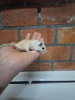Jonge Mongoolse gerbils, verschillende kleurtjes, handtam, Dieren en Toebehoren, Knaagdieren, December, Tam