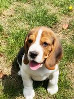 Uniek mooie Belgische Beagle pups bij ons geboren, Dieren en Toebehoren, Honden | Beagles, Bassets en Lopende honden, België, Beagle