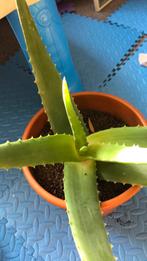 Aloe vera plant, oorsprong Fuerteventura., Tuin en Terras, Planten | Tuinplanten, Ophalen