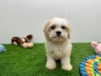 Maltipoo Pups