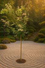 Acer palmatum Japanse esdoorn Oridono Nishiki, Tuin en Terras, Ophalen, Halfschaduw