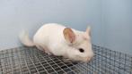 Pink white chinchilla dame, Animaux & Accessoires, Rongeurs, Chinchilla