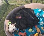 Engelse Cocker Spaniël pups, Dieren en Toebehoren, België, Fokker | Hobbymatig, 8 tot 15 weken, CDV (hondenziekte)