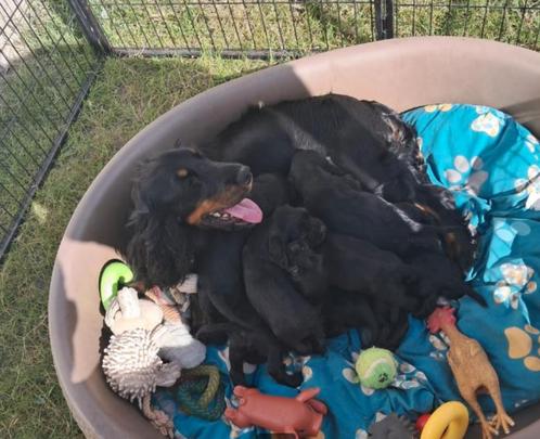 Engelse Cocker Spaniël pups, Dieren en Toebehoren, Honden | Retrievers, Spaniëls en Waterhonden, Meerdere dieren, Spaniël, Fokker | Hobbymatig