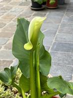 Aronskelken, Tuin en Terras, Planten | Tuinplanten, Ophalen, Lente, Vaste plant