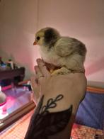 Brahma kuiken papa zilver patrijs mama colombia zwart, Animaux & Accessoires, Oiseaux | Perruches & Perroquets