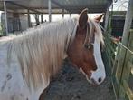 Paint hengst, Dieren en Toebehoren, Paarden, Minder dan 160 cm, Gechipt, 3 tot 6 jaar, Westernpaard