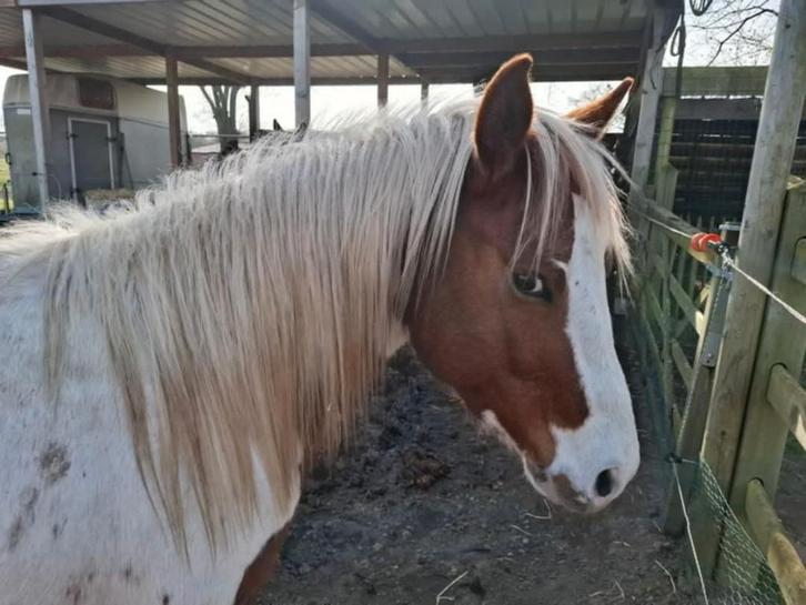 Paint hengst, Dieren en Toebehoren, Paarden, Hengst, Zadelmak, Minder dan 160 cm, 3 tot 6 jaar, Westernpaard, Met stamboom, Gechipt