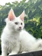 Witte Maine Coon kater met stamboom uit Russisch lijn !, Kater, Gechipt, 0 tot 2 jaar